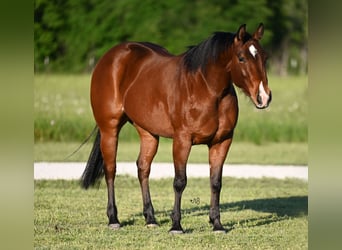 American Quarter Horse, Giumenta, 3 Anni, 140 cm, Baio ciliegia