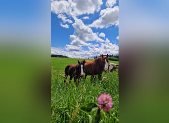 American Quarter Horse Mix, Giumenta, 3 Anni, 140 cm, Morello