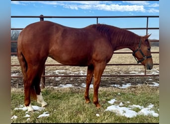 American Quarter Horse, Giumenta, 3 Anni, 140 cm, Sauro ciliegia