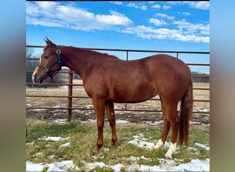 American Quarter Horse, Giumenta, 3 Anni, 140 cm, Sauro ciliegia