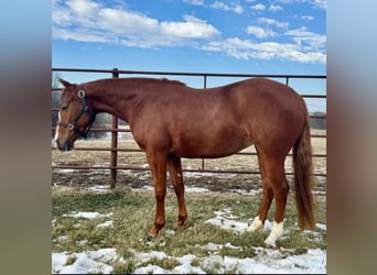 American Quarter Horse, Giumenta, 3 Anni, 140 cm, Sauro ciliegia