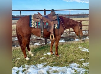 American Quarter Horse, Giumenta, 3 Anni, 140 cm, Sauro ciliegia