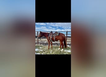 American Quarter Horse, Giumenta, 3 Anni, 140 cm, Sauro ciliegia