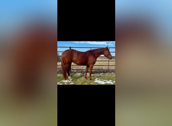 American Quarter Horse, Giumenta, 3 Anni, 140 cm, Sauro ciliegia