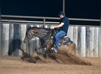 American Quarter Horse, Giumenta, 3 Anni, 142 cm, Baio ciliegia