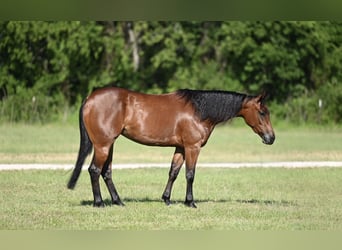 American Quarter Horse, Giumenta, 3 Anni, 142 cm, Baio ciliegia