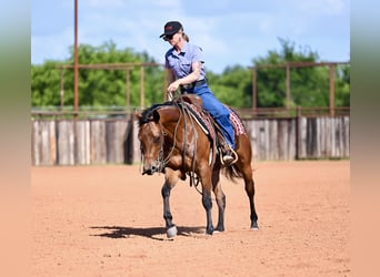 American Quarter Horse, Giumenta, 3 Anni, 142 cm, Baio ciliegia