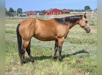 American Quarter Horse, Giumenta, 3 Anni, 142 cm, Pelle di daino