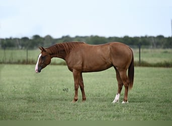 American Quarter Horse, Giumenta, 3 Anni, 142 cm, Sauro ciliegia