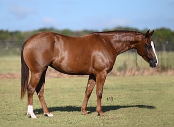 American Quarter Horse, Giumenta, 3 Anni, 142 cm, Sauro ciliegia