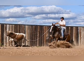 American Quarter Horse, Giumenta, 3 Anni, 142 cm, Sauro ciliegia