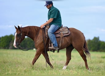 American Quarter Horse, Giumenta, 3 Anni, 142 cm, Sauro ciliegia