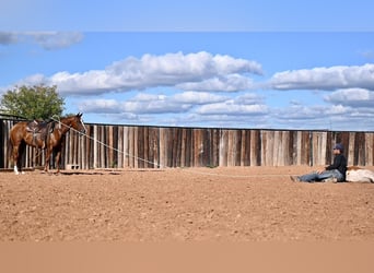 American Quarter Horse, Giumenta, 3 Anni, 142 cm, Sauro ciliegia