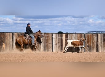 American Quarter Horse, Giumenta, 3 Anni, 142 cm, Sauro ciliegia