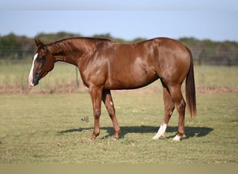 American Quarter Horse, Giumenta, 3 Anni, 142 cm, Sauro ciliegia