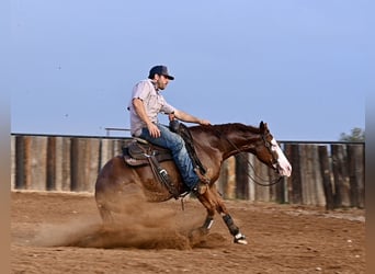 American Quarter Horse, Giumenta, 3 Anni, 142 cm, Sauro ciliegia