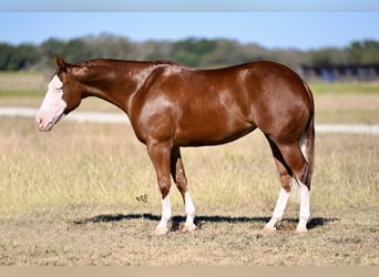 American Quarter Horse, Giumenta, 3 Anni, 142 cm, Sauro ciliegia