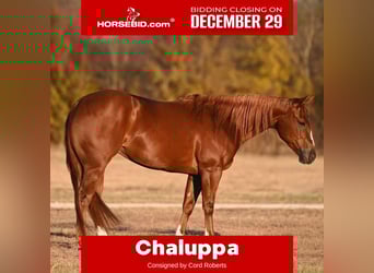 American Quarter Horse, Giumenta, 3 Anni, 142 cm, Sauro ciliegia