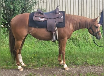 American Quarter Horse, Giumenta, 3 Anni, 142 cm, Sauro