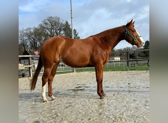 American Quarter Horse, Giumenta, 3 Anni, 144 cm, Sauro