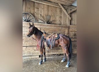 American Quarter Horse, Giumenta, 3 Anni, 145 cm, Baio