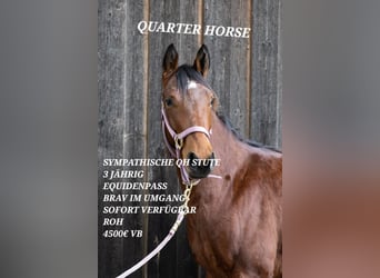 American Quarter Horse, Giumenta, 3 Anni, 145 cm, Baio