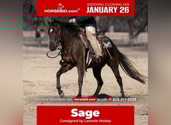 American Quarter Horse, Giumenta, 3 Anni, 145 cm, Morello