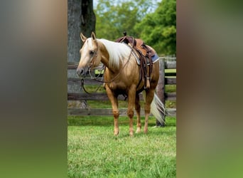 American Quarter Horse, Giumenta, 3 Anni, 145 cm, Palomino