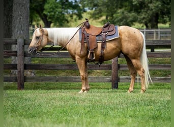 American Quarter Horse, Giumenta, 3 Anni, 145 cm, Palomino