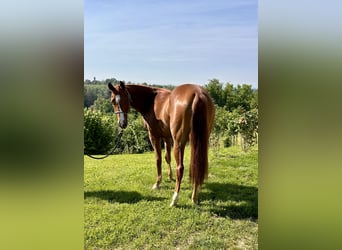 American Quarter Horse, Giumenta, 3 Anni, 145 cm, Sauro