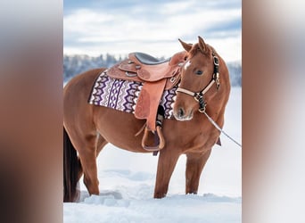 American Quarter Horse, Giumenta, 3 Anni, 145 cm, Sauro