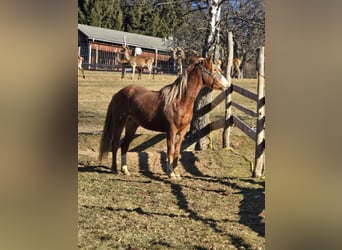 American Quarter Horse Mix, Giumenta, 3 Anni, 145 cm, Sauro