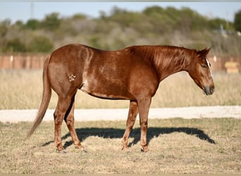 American Quarter Horse, Giumenta, 3 Anni, 145 cm, Sauro ciliegia