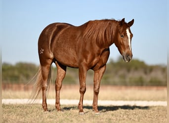 American Quarter Horse, Giumenta, 3 Anni, 145 cm, Sauro ciliegia