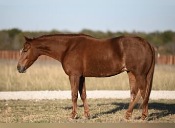 American Quarter Horse, Giumenta, 3 Anni, 145 cm, Sauro ciliegia