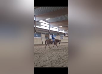 American Quarter Horse, Giumenta, 3 Anni, 145 cm, Sauro