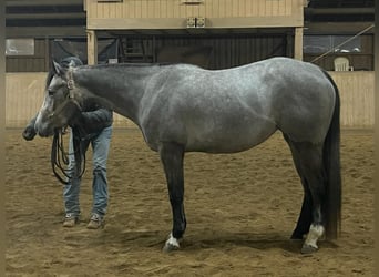 American Quarter Horse, Giumenta, 3 Anni, 146 cm, Grigio