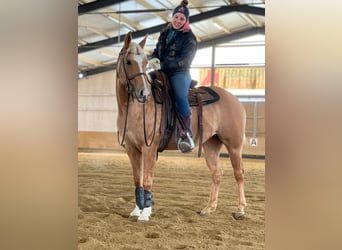American Quarter Horse, Giumenta, 3 Anni, 146 cm, Palomino