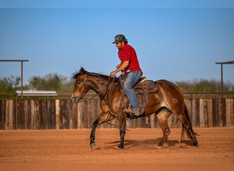 American Quarter Horse, Giumenta, 3 Anni, 147 cm, Baio ciliegia