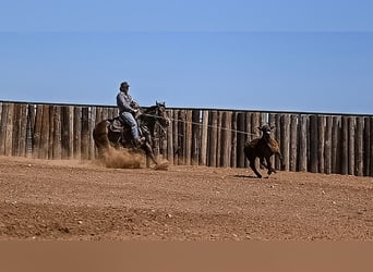American Quarter Horse, Giumenta, 3 Anni, 147 cm, Baio ciliegia