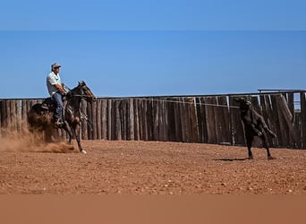 American Quarter Horse, Giumenta, 3 Anni, 147 cm, Baio ciliegia