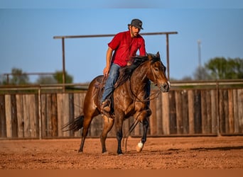 American Quarter Horse, Giumenta, 3 Anni, 147 cm, Baio ciliegia