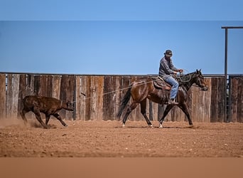 American Quarter Horse, Giumenta, 3 Anni, 147 cm, Baio ciliegia