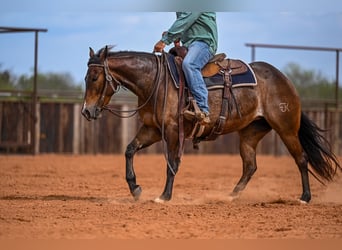 American Quarter Horse, Giumenta, 3 Anni, 147 cm, Baio ciliegia