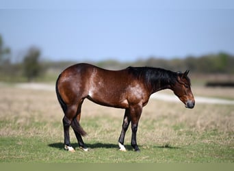 American Quarter Horse, Giumenta, 3 Anni, 147 cm, Baio ciliegia