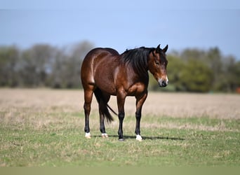 American Quarter Horse, Giumenta, 3 Anni, 147 cm, Baio ciliegia