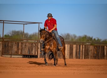 American Quarter Horse, Giumenta, 3 Anni, 147 cm, Baio ciliegia