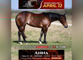 American Quarter Horse, Giumenta, 3 Anni, 147 cm, Baio ciliegia