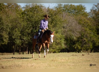 American Quarter Horse, Giumenta, 3 Anni, 147 cm, Baio ciliegia