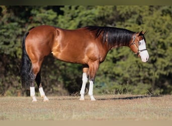 American Quarter Horse, Giumenta, 3 Anni, 147 cm, Baio ciliegia